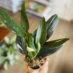 Load image into Gallery viewer, Monstera 'Standeleyana Albo Variegated'