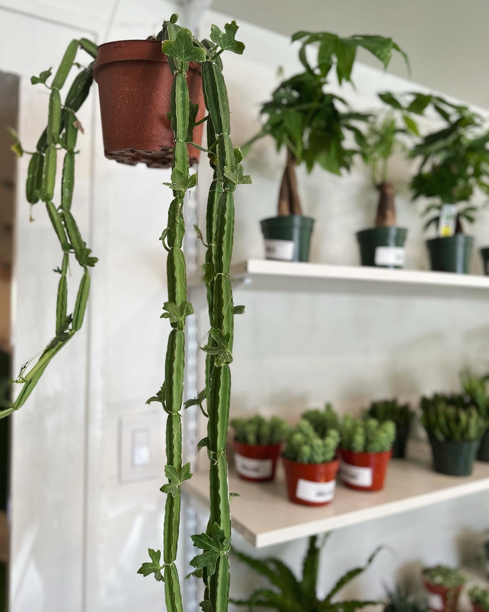 string of cucumbers succulent Cissus Csctiformis 'Cucumber Plant' – Dirt Bag