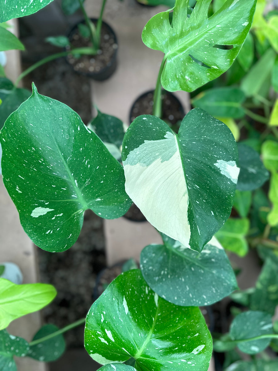 monstera thai constellation for sale Monstera 'Thai Constellation ' – Dirt Bag