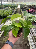 Load image into Gallery viewer, Epipremnum Pinnatum Albo