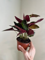 Load image into Gallery viewer, Dirt bag_ Syngonium 'Red Arrow'
