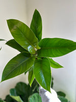 Load image into Gallery viewer, Dirt bag_ Philodendron 'Congo Green'