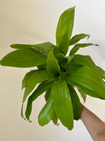 Load image into Gallery viewer, Dirt Bag_ Dracaena 'Lemon Lime'