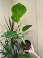 Load image into Gallery viewer, Dirt bag_ White Bird of Paradise 'Strelitzia Nicolai'