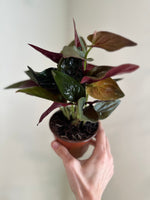 Load image into Gallery viewer, Dirt bag_ Syngonium 'Red Arrow'
