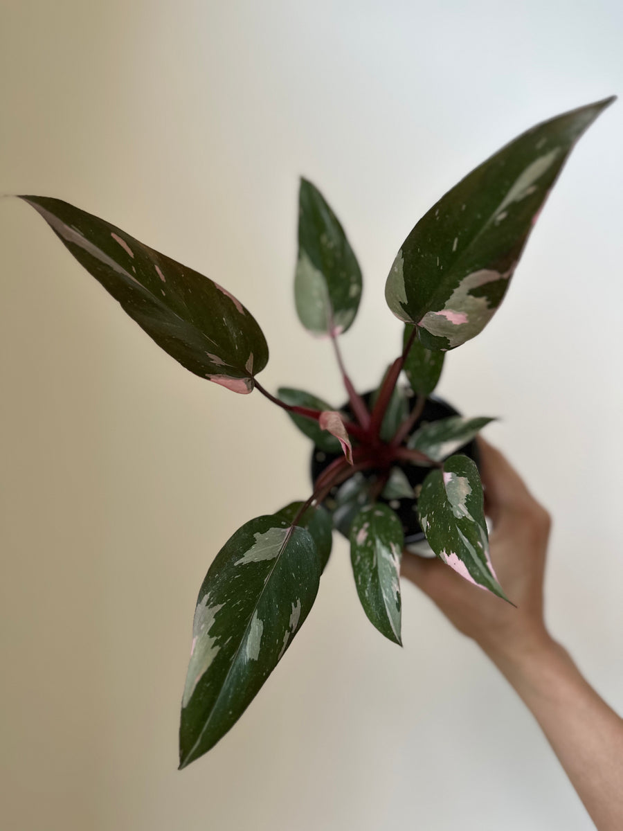 Philodendron 'Pink Princess' – Dirt Bag
