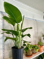 Load image into Gallery viewer, White Bird of Paradise 'Strelitzia Nicolai'