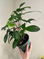 Load image into Gallery viewer, Philodendron 'Florida Green'