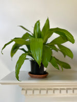 Load image into Gallery viewer, Dirt Bag_ Dracaena 'Lemon Lime'