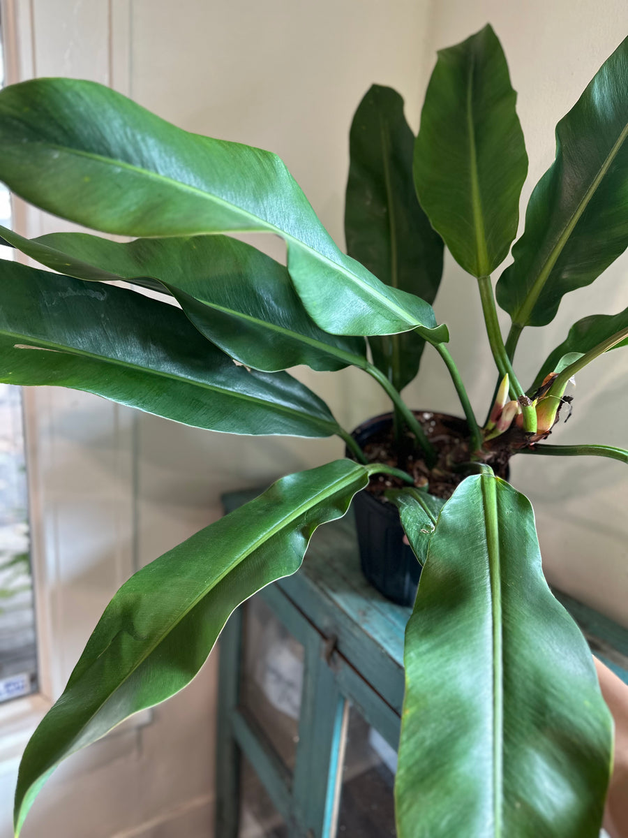birds nest philodendron Philodendron 'Ruizii' – Dirt Bag