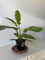 Load image into Gallery viewer, Philodendron 'Ring of Fire'