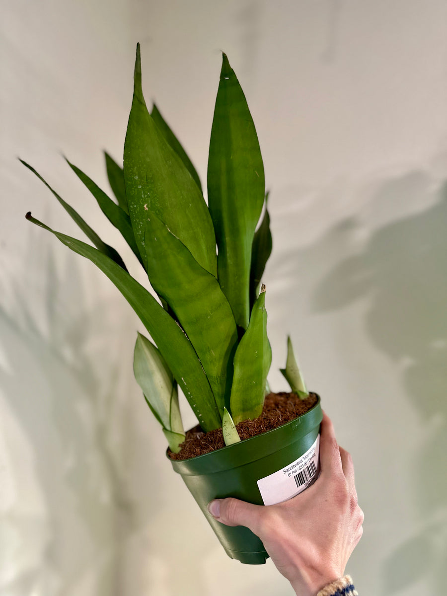 Sansevieria 'Moonshine' – Dirt Bag