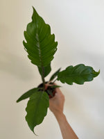 Load image into Gallery viewer, Dirt Bag_ Philodendron ‘Choco Empress’