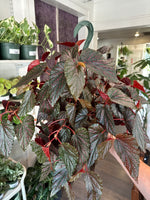 Load image into Gallery viewer, Begonia 'Corallina'