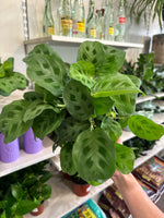 Load image into Gallery viewer, Maranta 'Leuconeura'