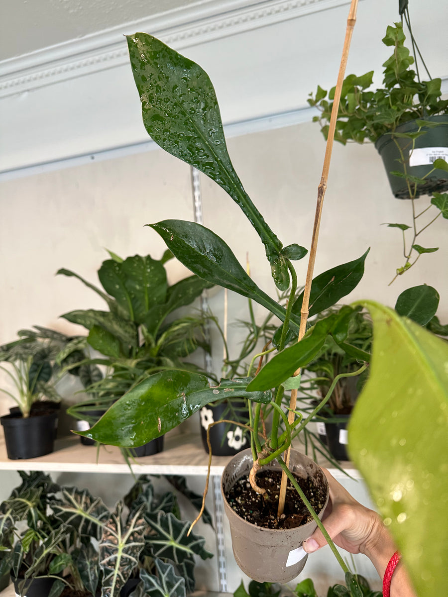 Philodendron 'Paloraense' – Dirt Bag