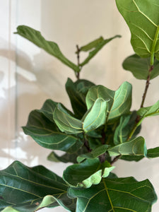 Ficus Lyrata 'Fiddle Leaf Fig'