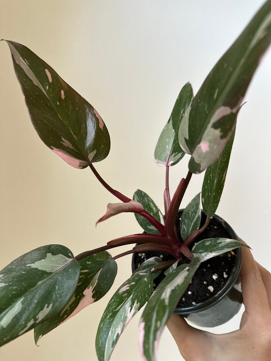 Philodendron 'Pink Princess' – Dirt Bag