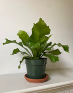 Load image into Gallery viewer, 'Bird's Nest' Fern