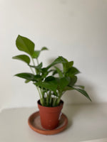 Load image into Gallery viewer, Pothos ‘Jade’