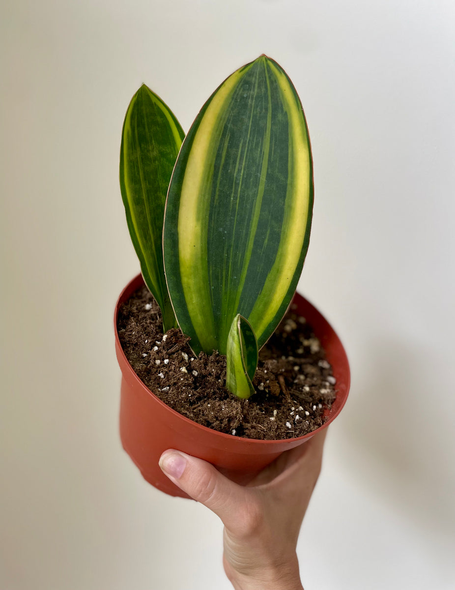sansevieria masoniana yellow variegated Sansevieria Masoniana 'Whale Fin' Variegated – Dirt Bag