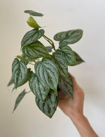 Load image into Gallery viewer, Philodendron 'Brandtianum'