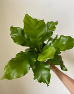 Load image into Gallery viewer, 'Bird's Nest' Fern