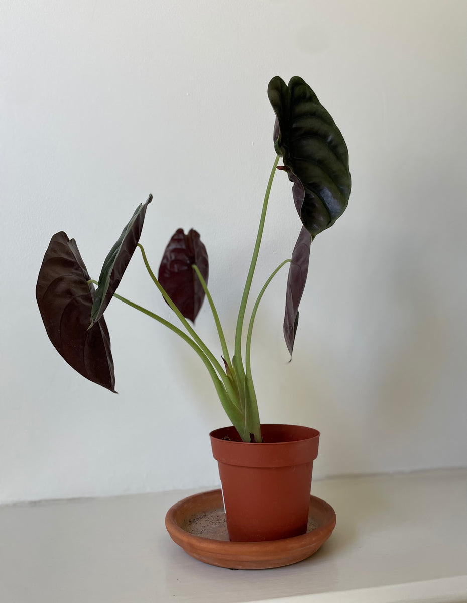 Alocasia Cuprea 'Red Secret' – Dirt Bag