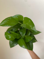 Load image into Gallery viewer, Pothos ‘Jade’