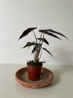 Load image into Gallery viewer, Alocasia Polly 'African Mask'