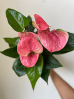 Load image into Gallery viewer, Dirt Bag_Anthurium 'Pink'
