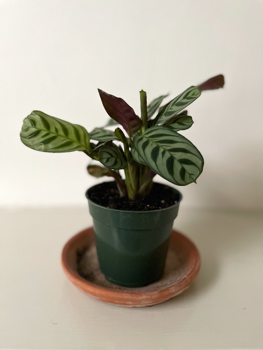 Ctenenthe 'Burle Marx' – Dirt Bag