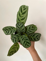 Load image into Gallery viewer, Maranta Burle-marxii 'Fishbone'