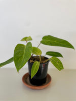Load image into Gallery viewer, Philodendron 'Painted Lady'