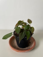 Load image into Gallery viewer, Philodendron Mican 'Velvet'