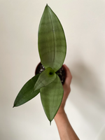 Load image into Gallery viewer, Sansevieria 'Moonshine'