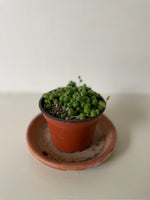 Load image into Gallery viewer, String of Pearls