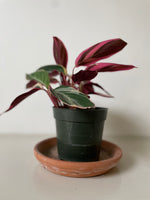 Load image into Gallery viewer, Stromanthe Triostar