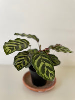 Load image into Gallery viewer, 'Peacock' Makoyana Calathea