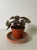 Load image into Gallery viewer, 'Red Ripple' Peperomia