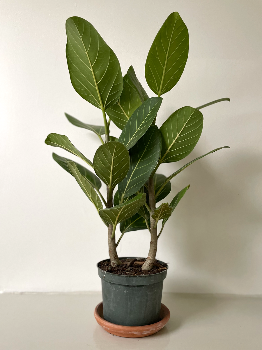 indoor ficus audrey Ficus ' Audrey' – Dirt Bag