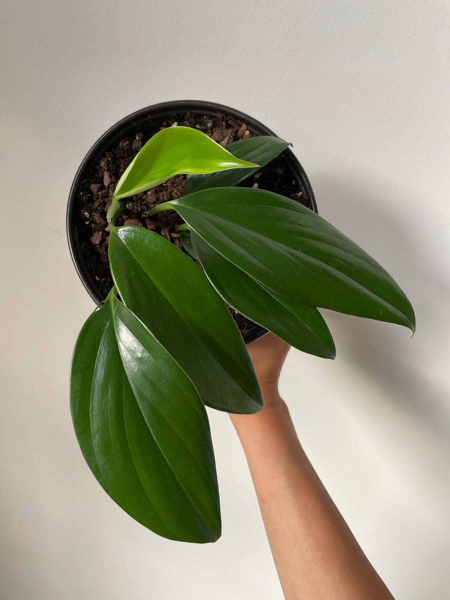 Philodendron 'Dragon Tail' – Dirt Bag
