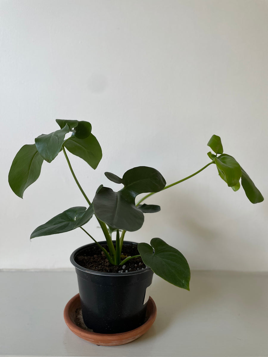 philodendron goeldii young Philodendron 'Goeldii' – Dirt Bag