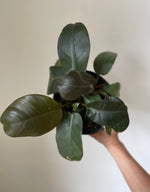 Load image into Gallery viewer, Philodendron 'Congo Rojo'