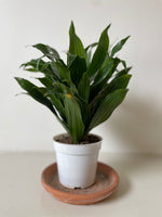 Load image into Gallery viewer, Dracaena Janet Craig