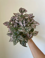 Load image into Gallery viewer, Polka Dot 'Hypoestes'