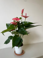 Load image into Gallery viewer, Dirt Bag_Anthurium 'Pink'