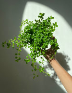 Load image into Gallery viewer, Pilea Nettle 'Baby's Tear'