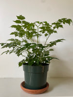 Load image into Gallery viewer, Dirt Bag_ Aralia 'China Doll'