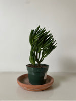 Load image into Gallery viewer, Succulent 'Baby Toes'